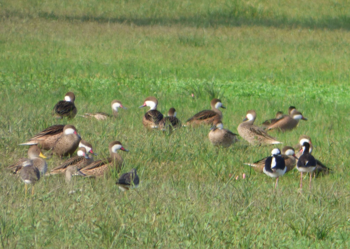 White-cheeked Pintail - ML611412273