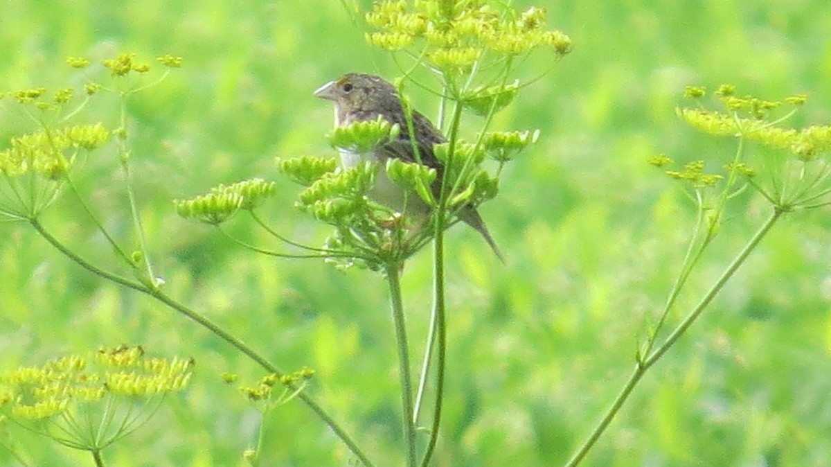 Grasshopper Sparrow - ML61141231