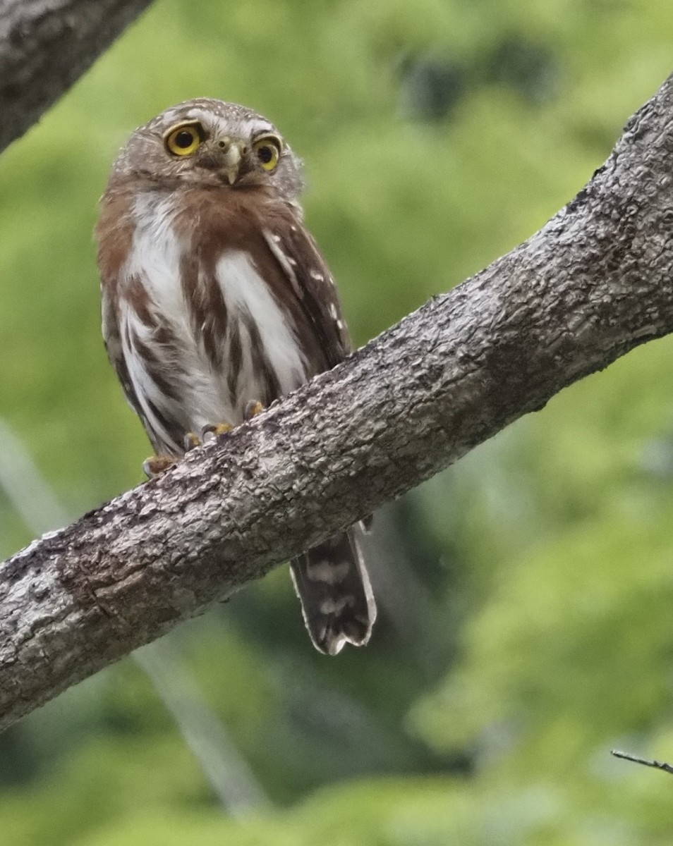 Least Pygmy-Owl - ML611412347