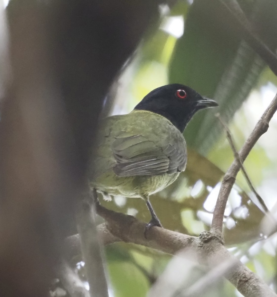 Black-headed Berryeater - ML611412359