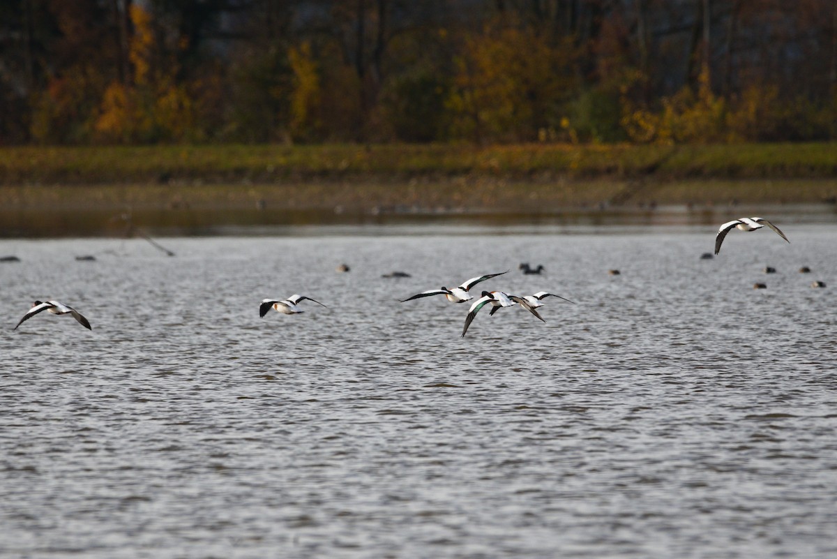 Common Shelduck - ML611412388