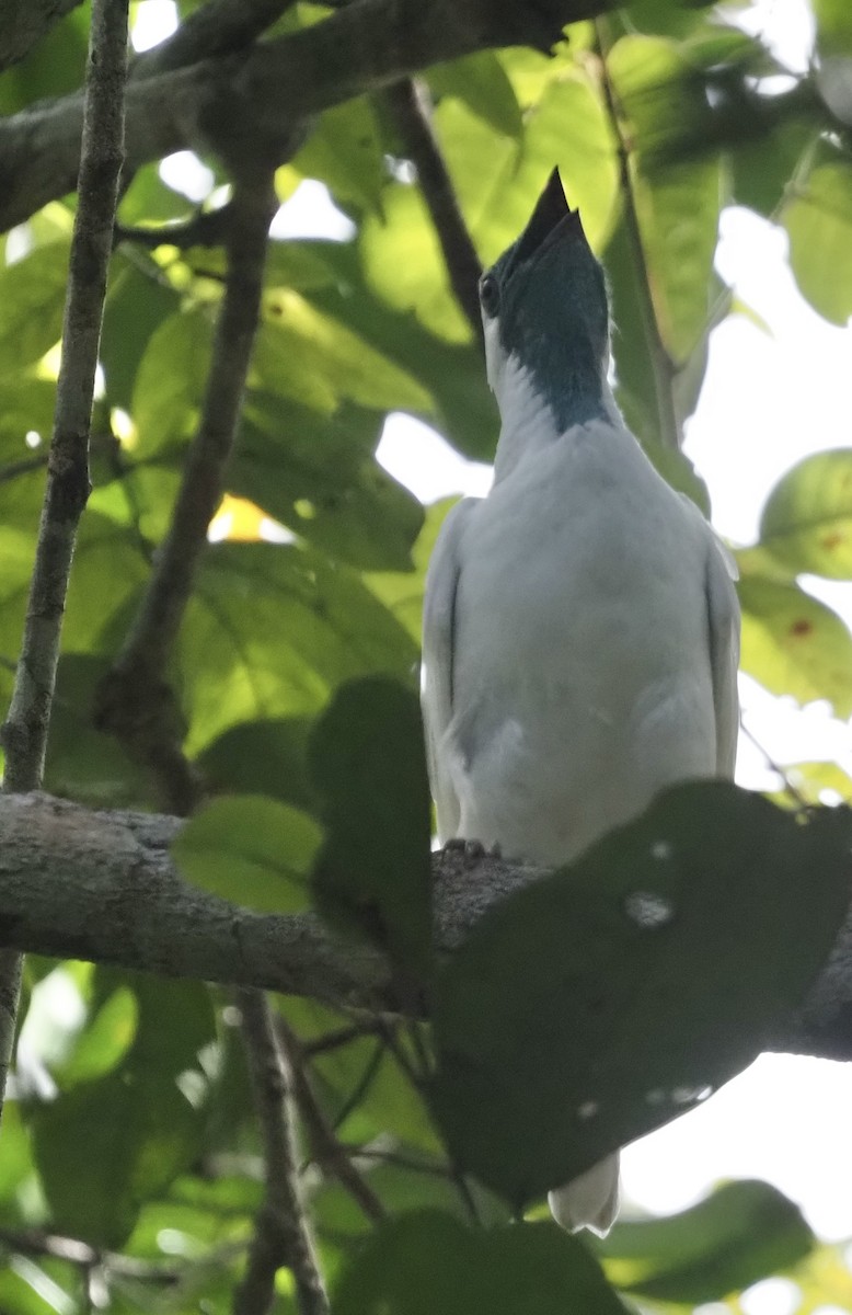 Bare-throated Bellbird - ML611412398