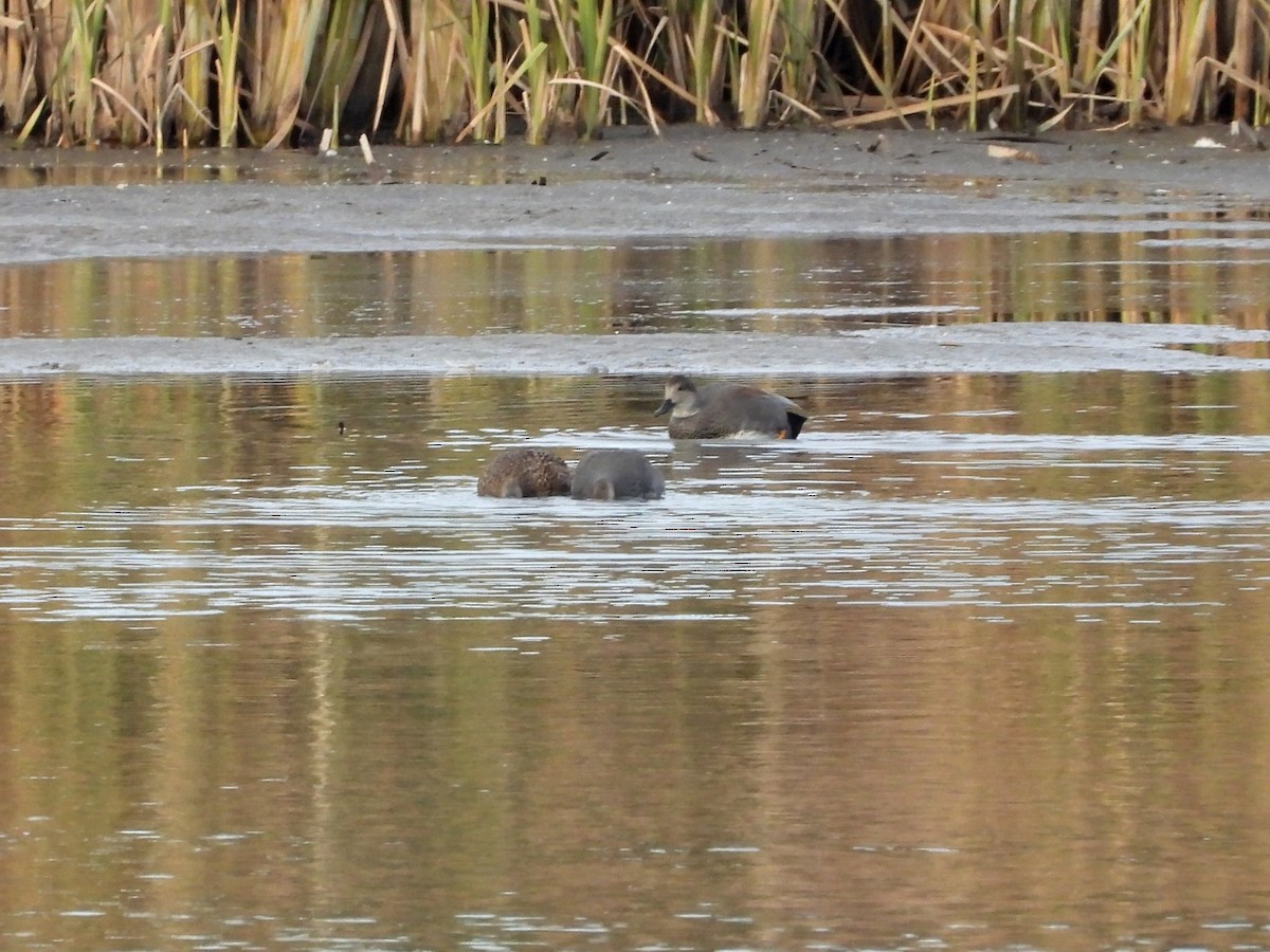 Gadwall - ML611412490