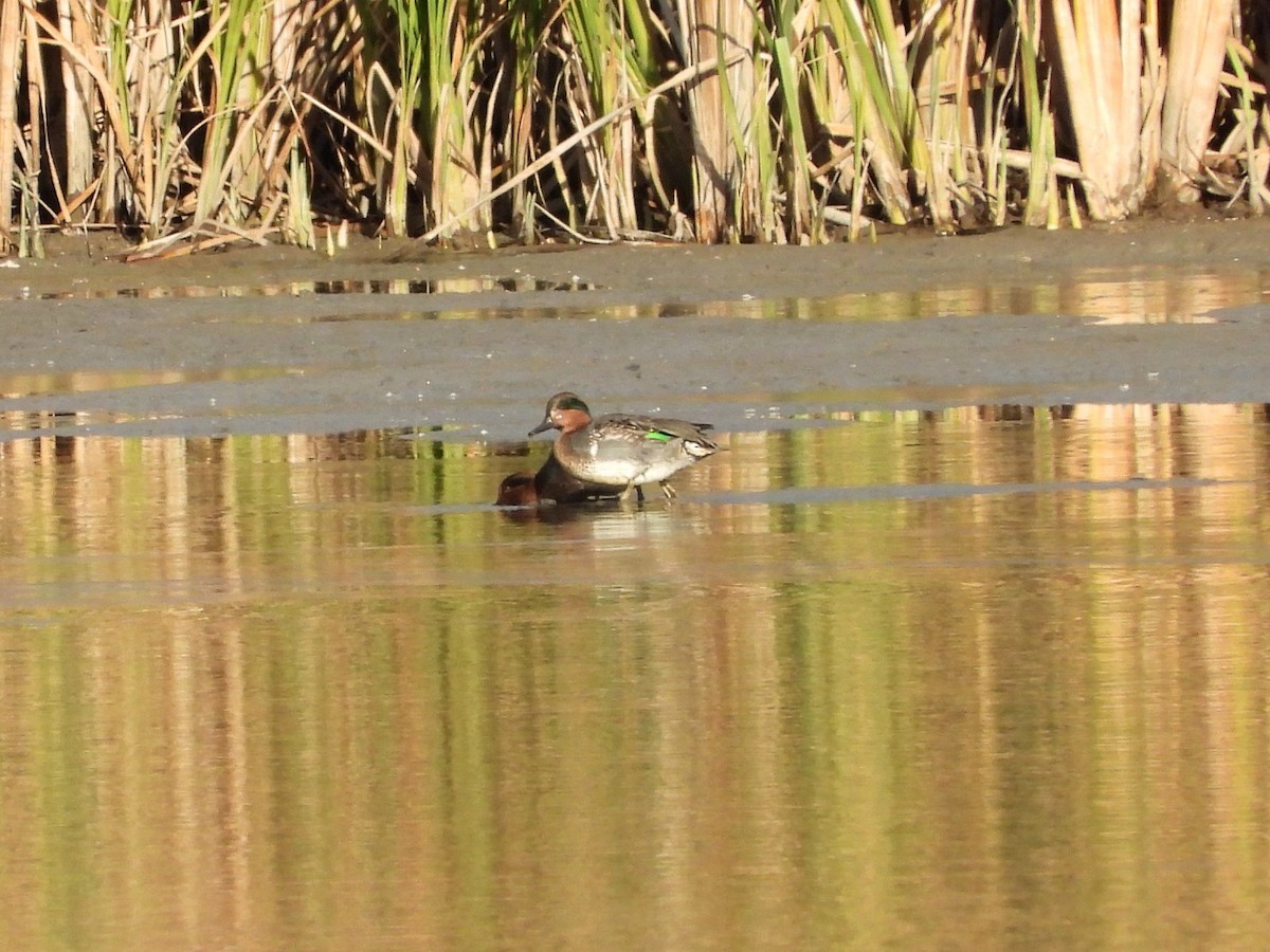 Green-winged Teal - ML611412510