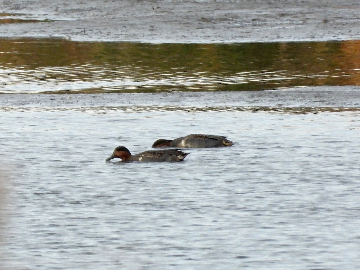 Green-winged Teal - ML611412511