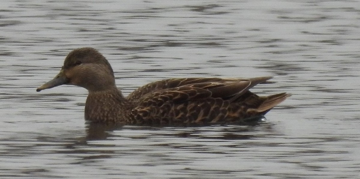 Mallard x American Black Duck (hybrid) - ML611412520