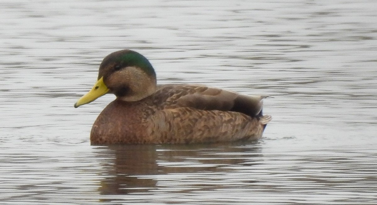 Mallard x American Black Duck (hybrid) - ML611412521