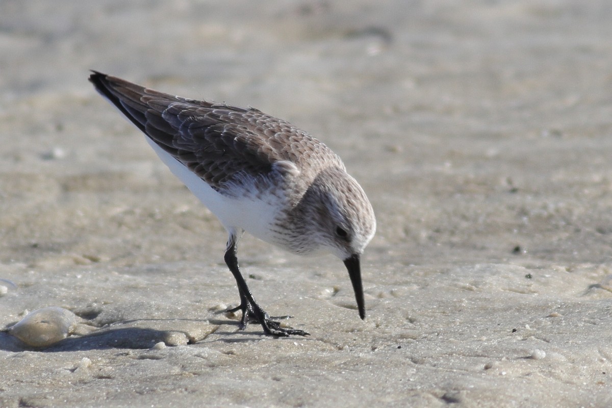 Western Sandpiper - ML611412531