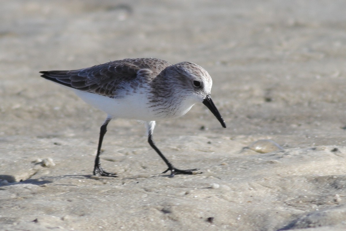 Western Sandpiper - ML611412533