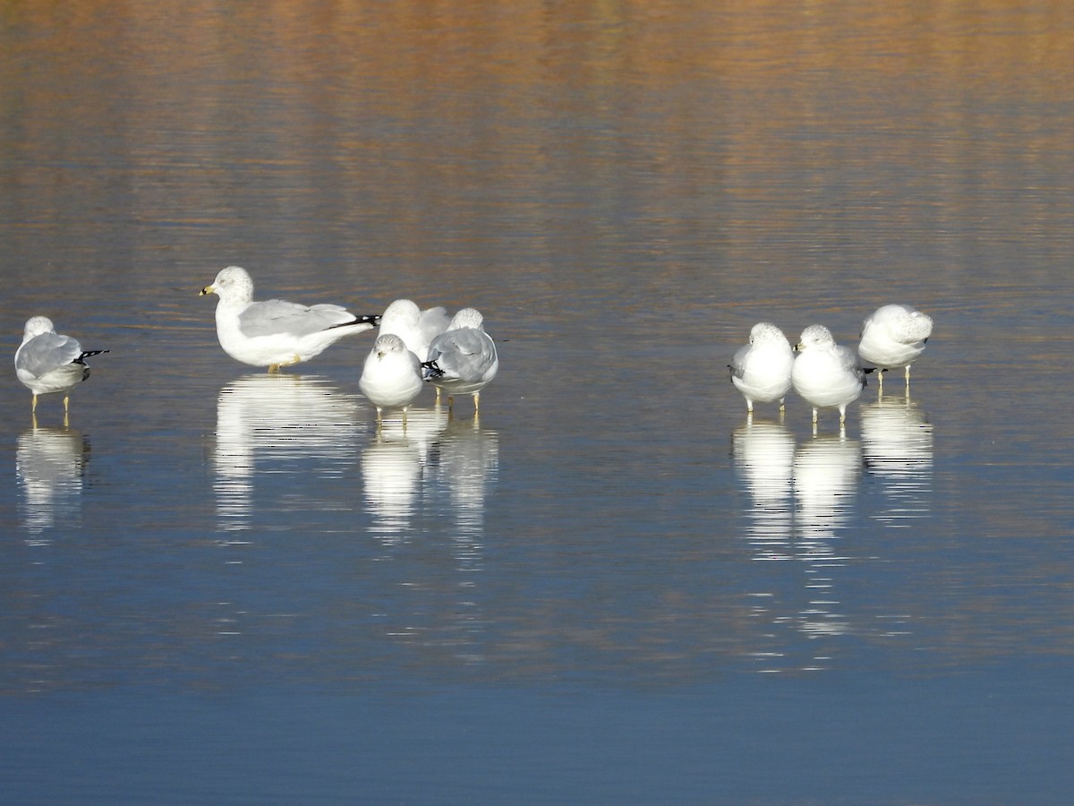 Ring-billed Gull - ML611412577