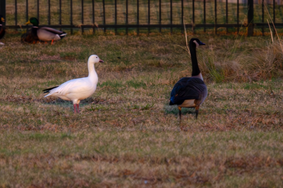 Snow Goose - Tim Vellutini