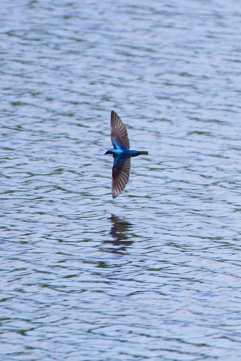 Tree Swallow - ML611412696