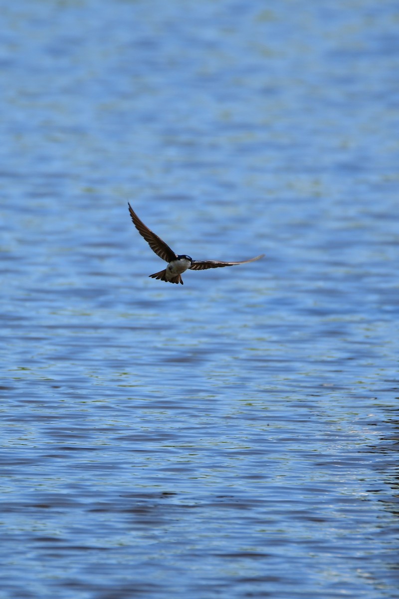 Tree Swallow - ML611412698