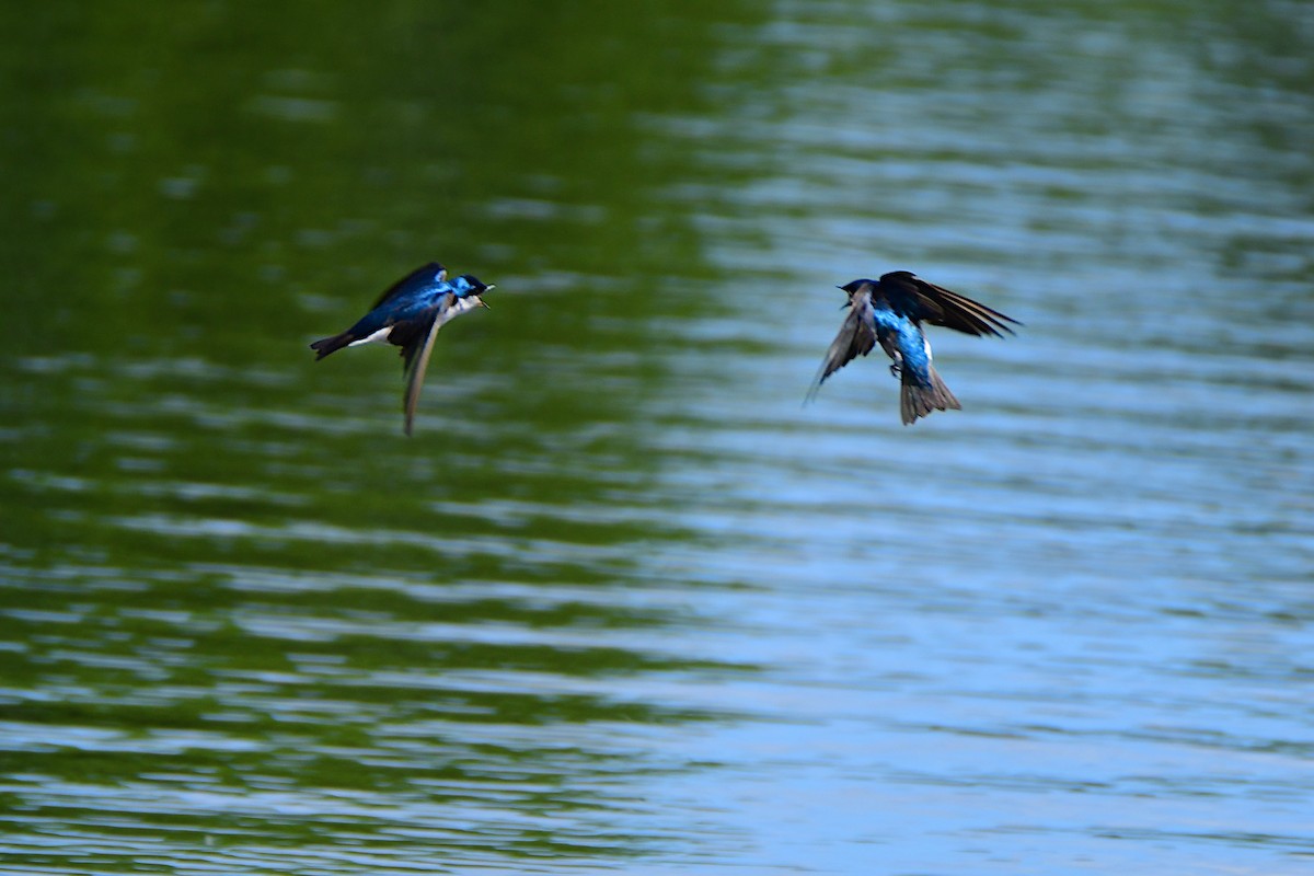Tree Swallow - ML611412699