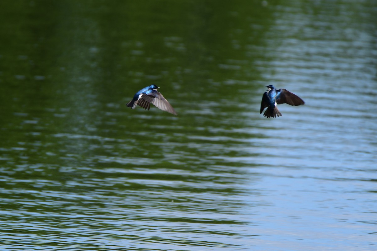 Tree Swallow - ML611412700