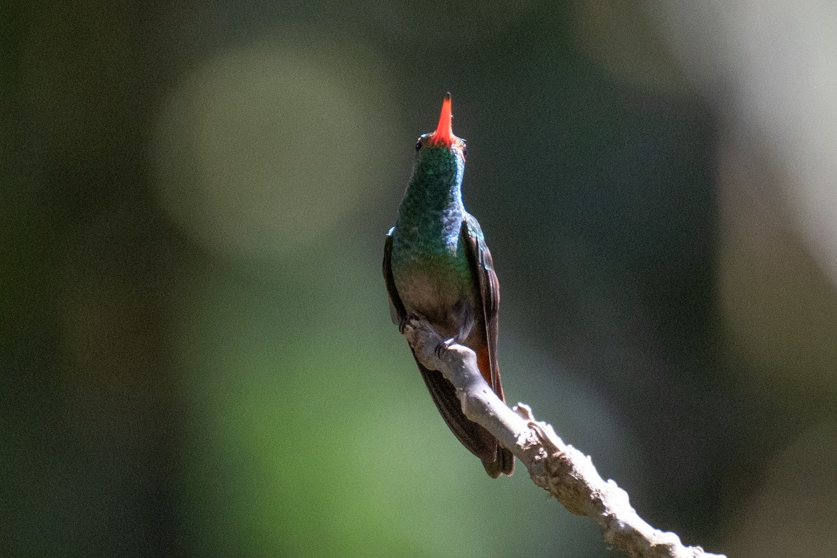 Blue-throated Goldentail - ML611412756