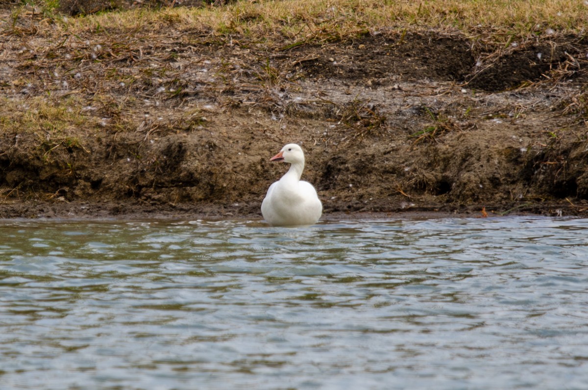 Snow Goose - ML611412772