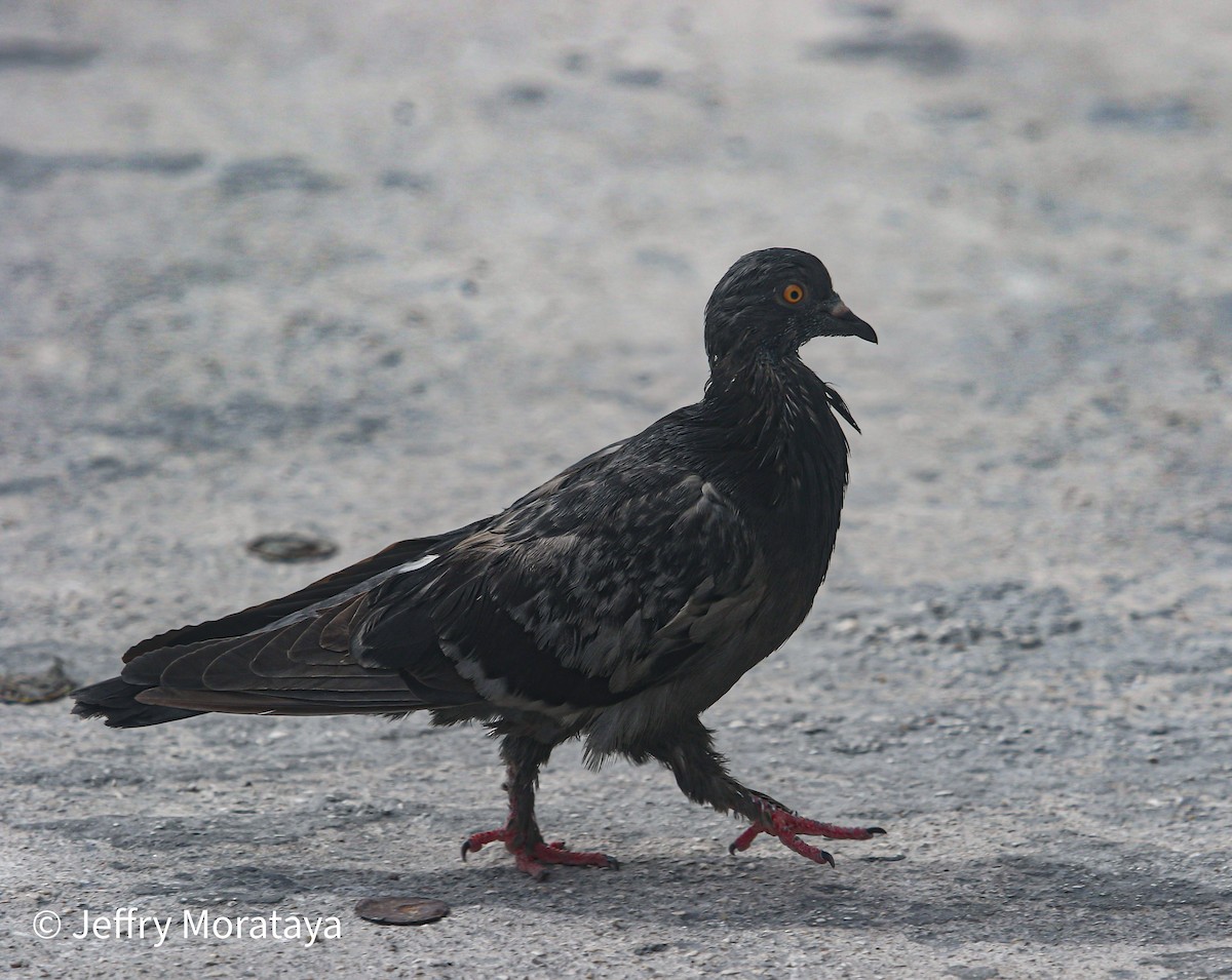 Rock Pigeon (Feral Pigeon) - ML611412783