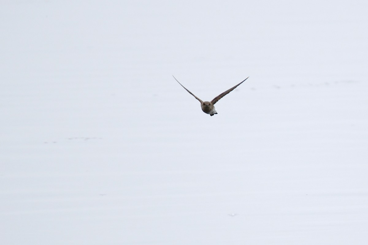 Northern Rough-winged Swallow - Chaiby Leiman