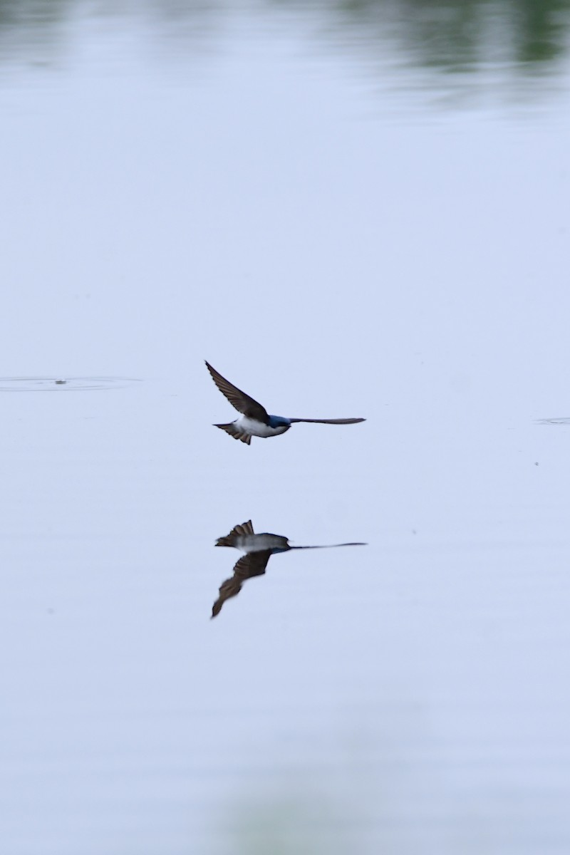 Tree Swallow - ML611412798