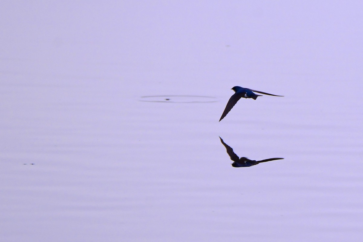 Tree Swallow - ML611412799