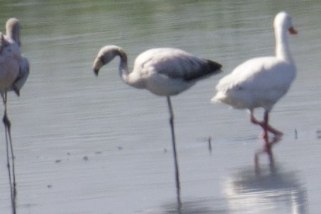 James's Flamingo - ML611412835