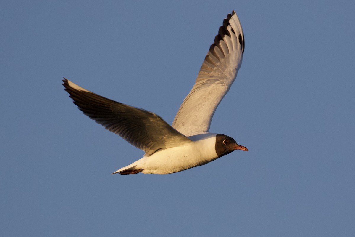 Brown-hooded Gull - ML611412883