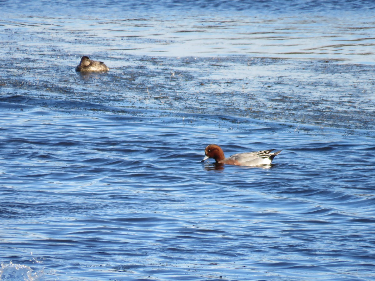 Eurasian Wigeon - ML611412958