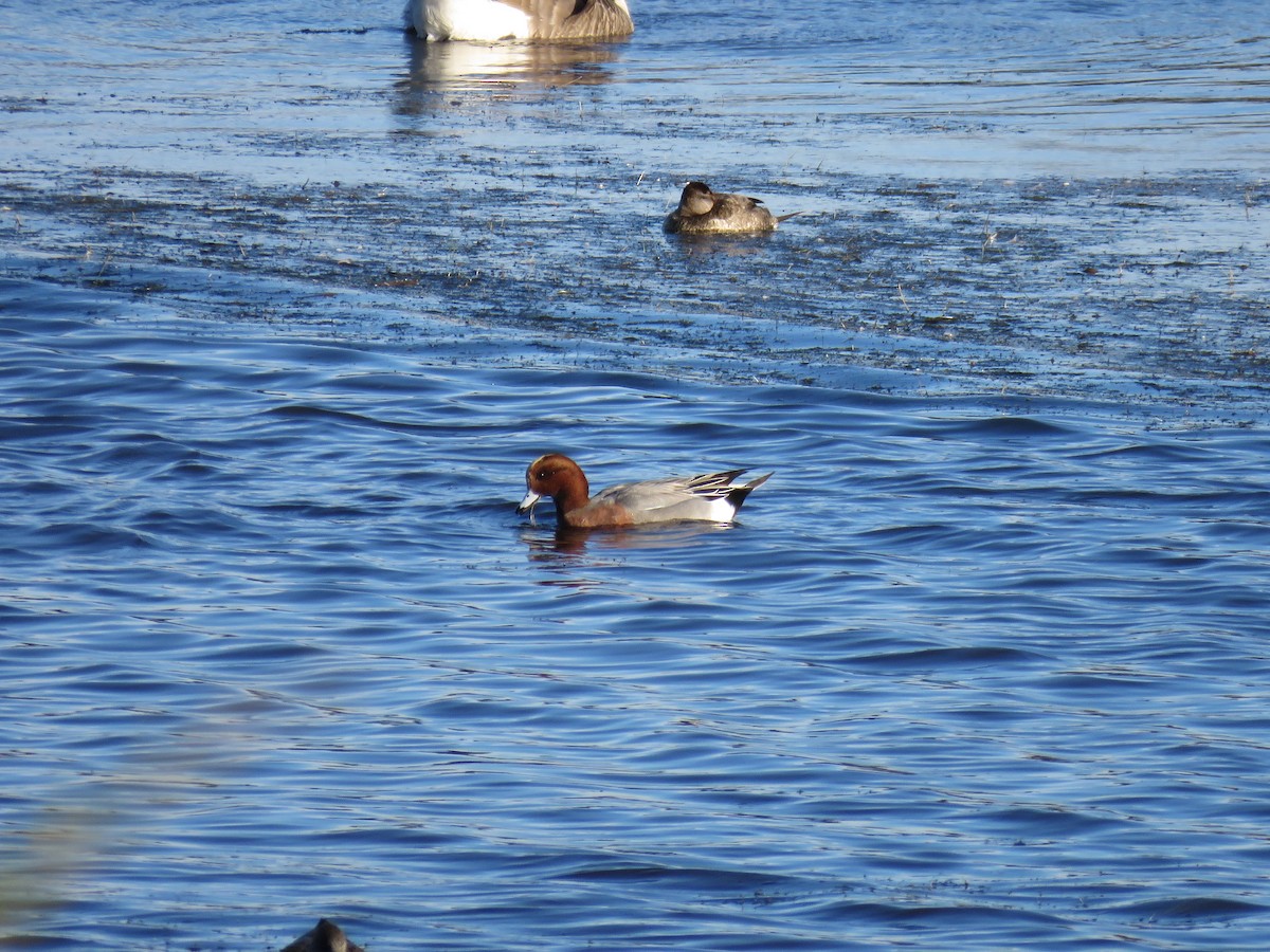 Eurasian Wigeon - ML611412959