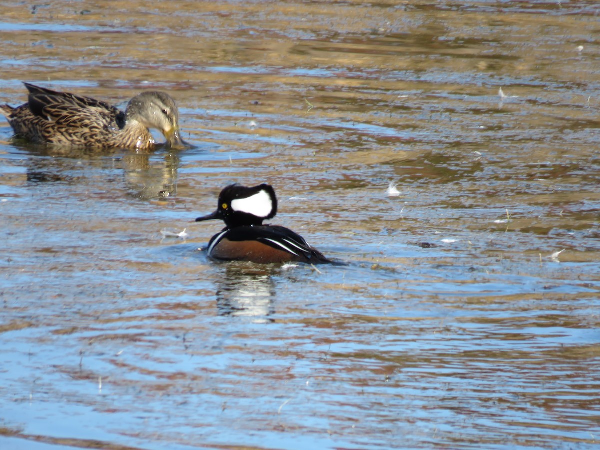 Hooded Merganser - ML611413107