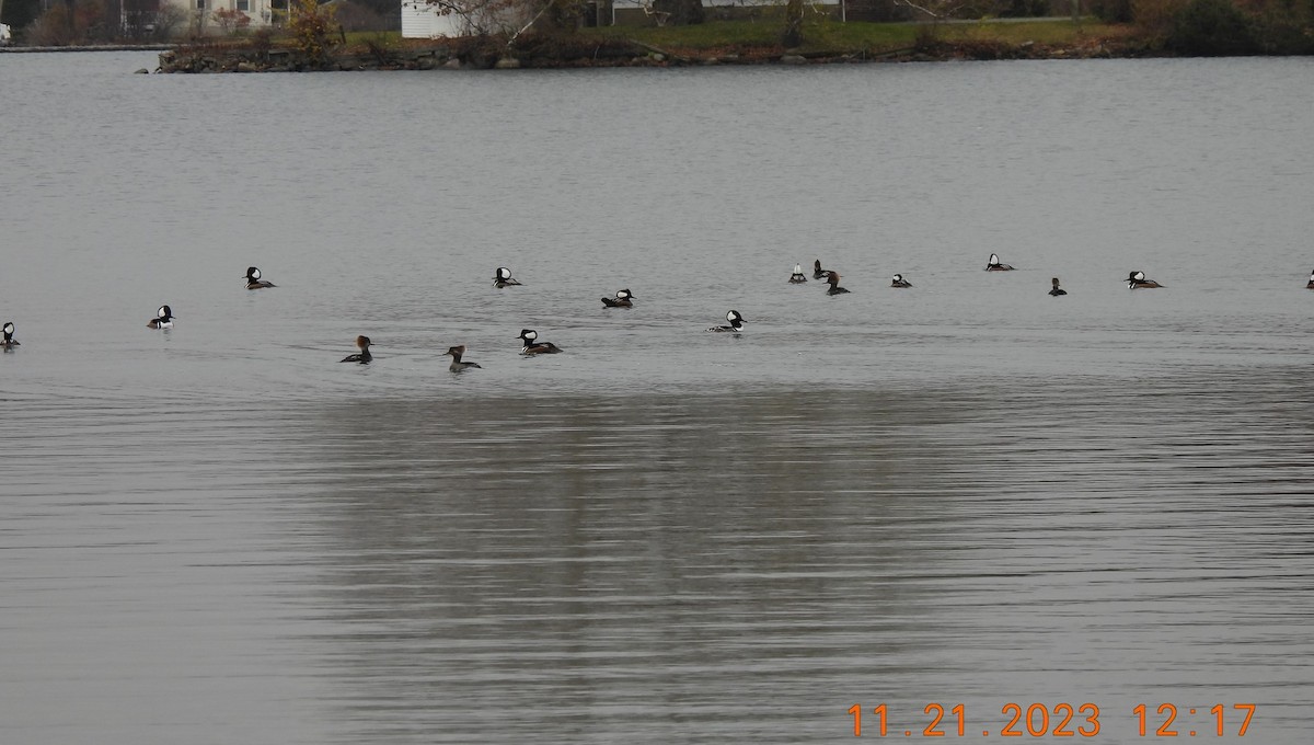 Hooded Merganser - ML611413148