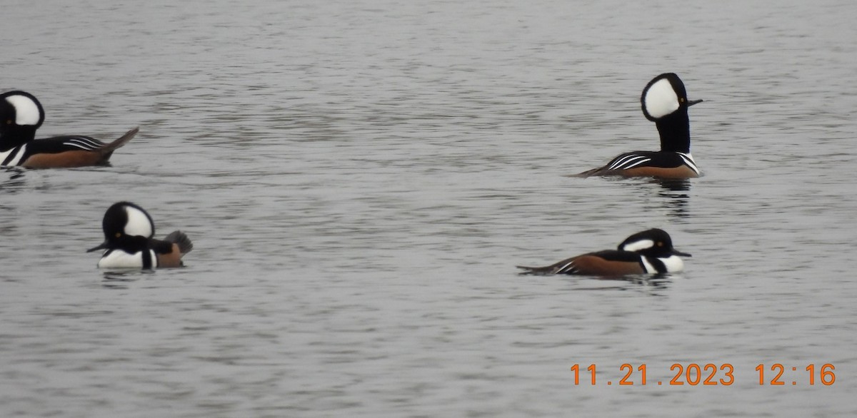 Hooded Merganser - ML611413149