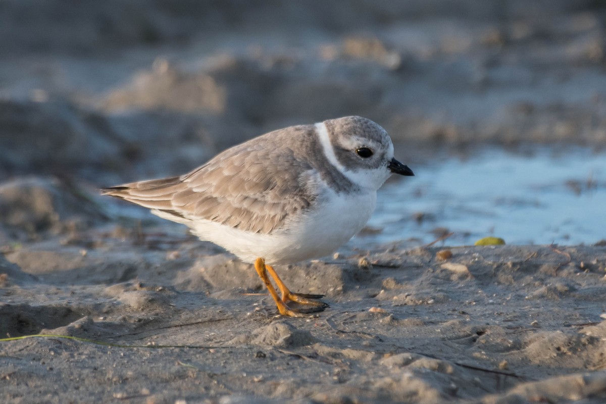 Piping Plover - Joshua Little