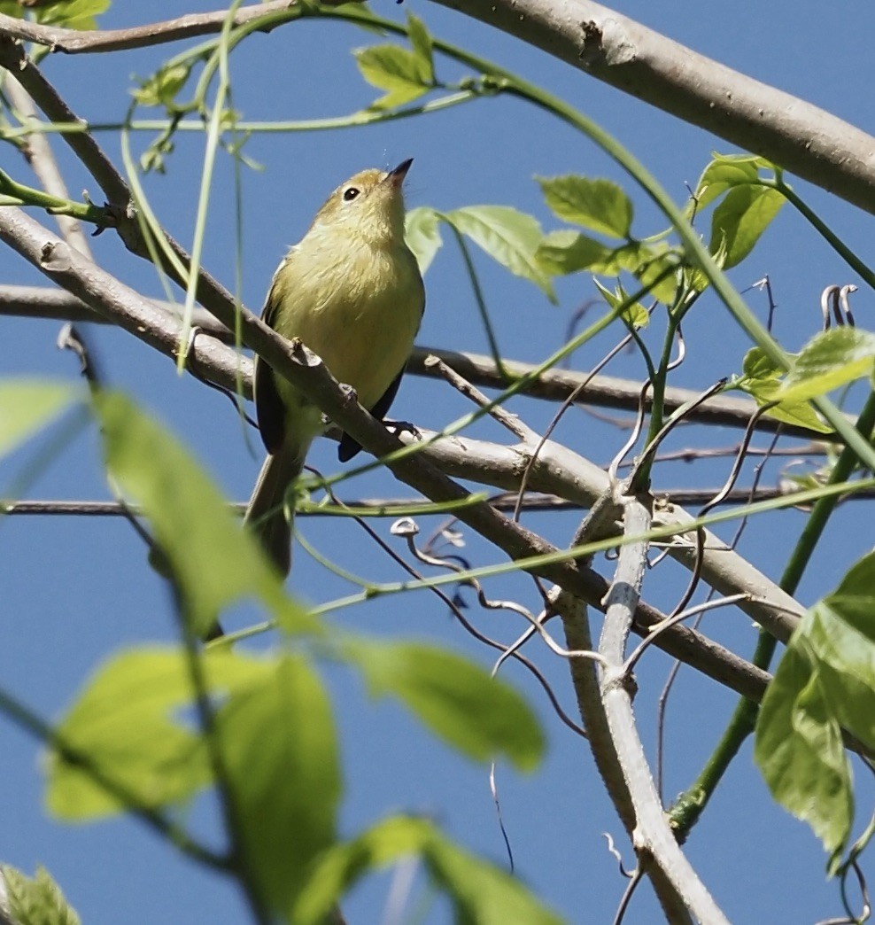 Minas Gerais Tyrannulet - ML611413288