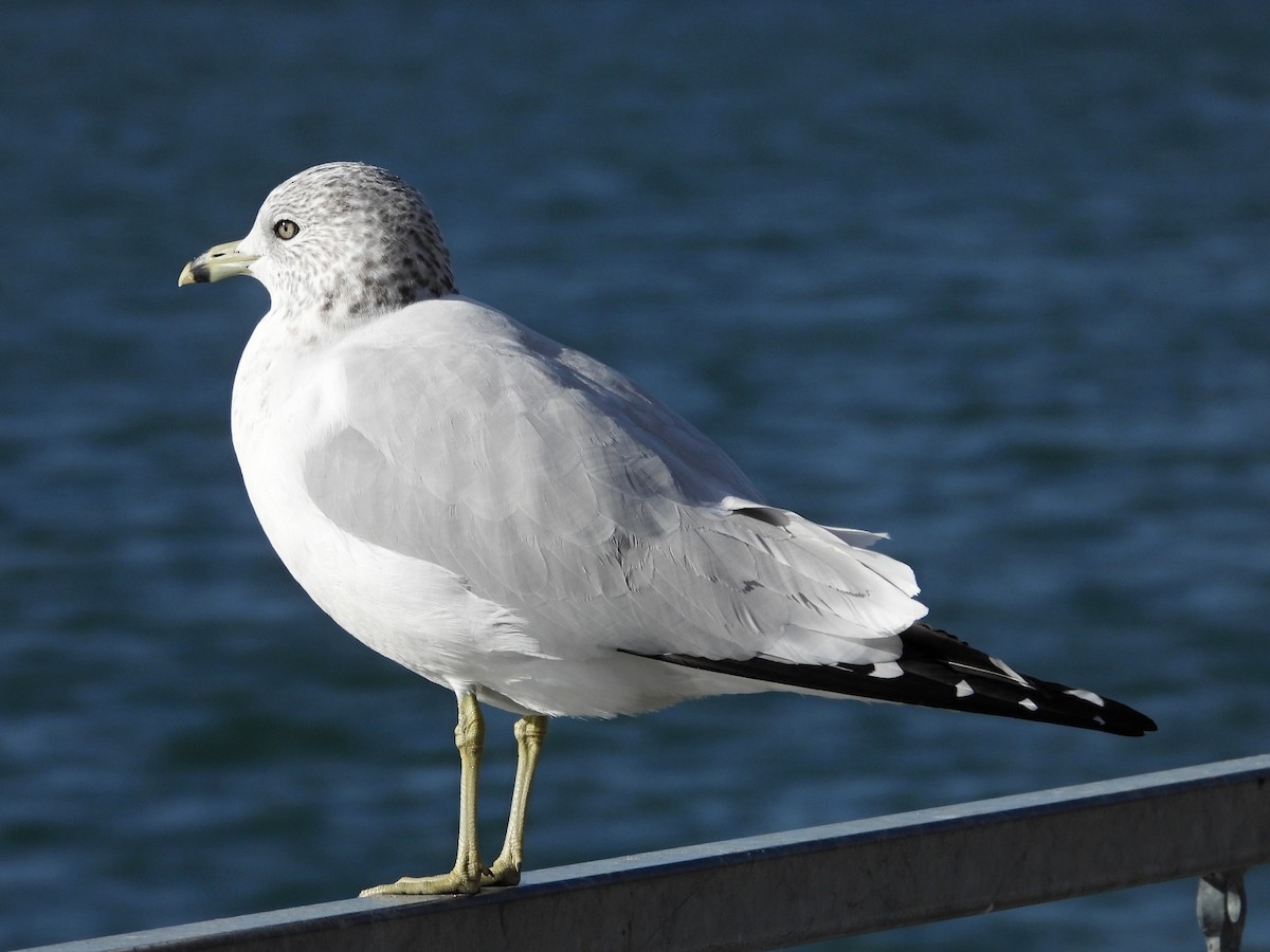 Ring-billed Gull - ML611413304