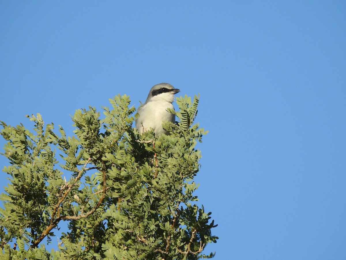 Loggerhead Shrike - ML611413318