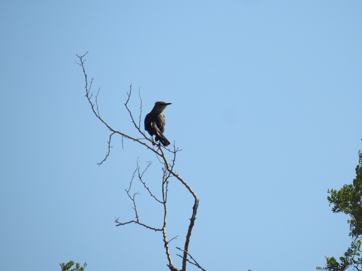 Northern Mockingbird - ML611413334