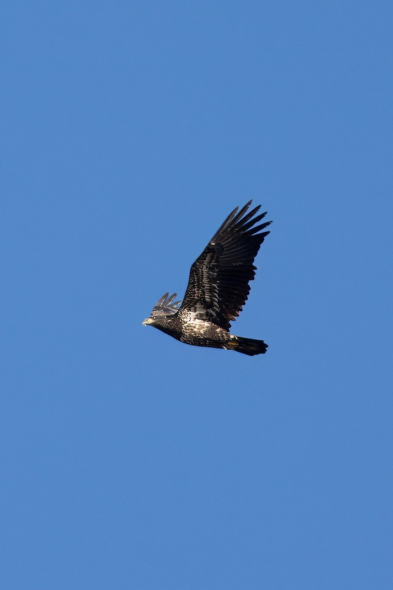 Bald Eagle - Mathias & Sharon Mutzl