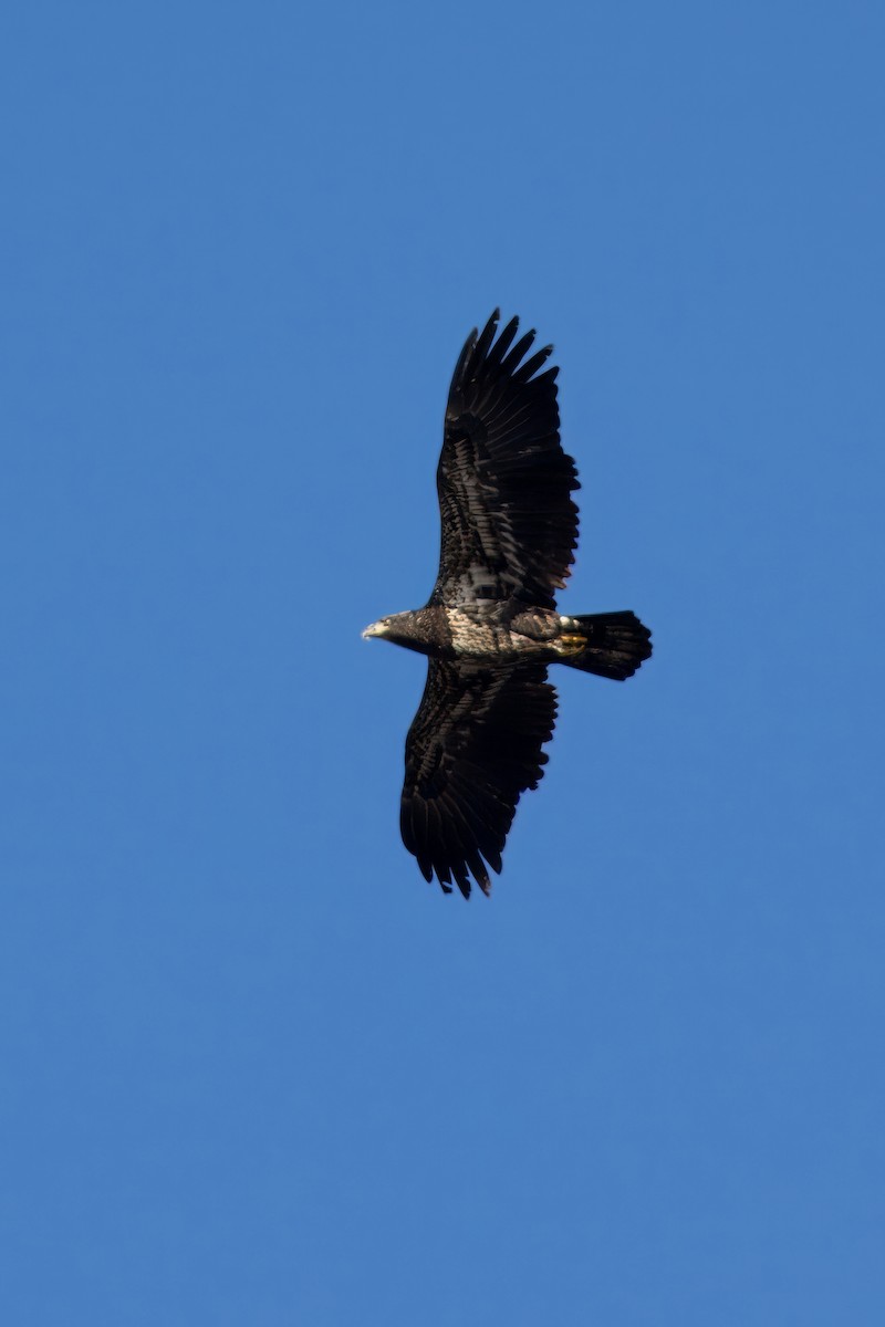 Bald Eagle - ML611413400