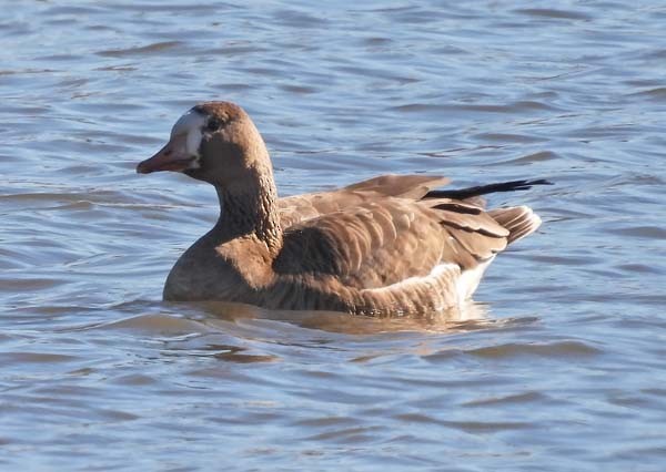 Greater White-fronted Goose - ML611413464