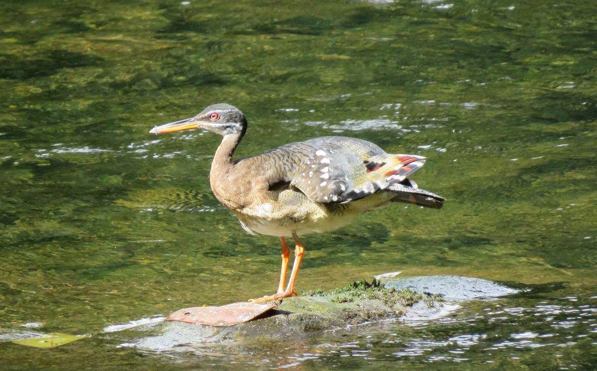 Sunbittern - ML611413489