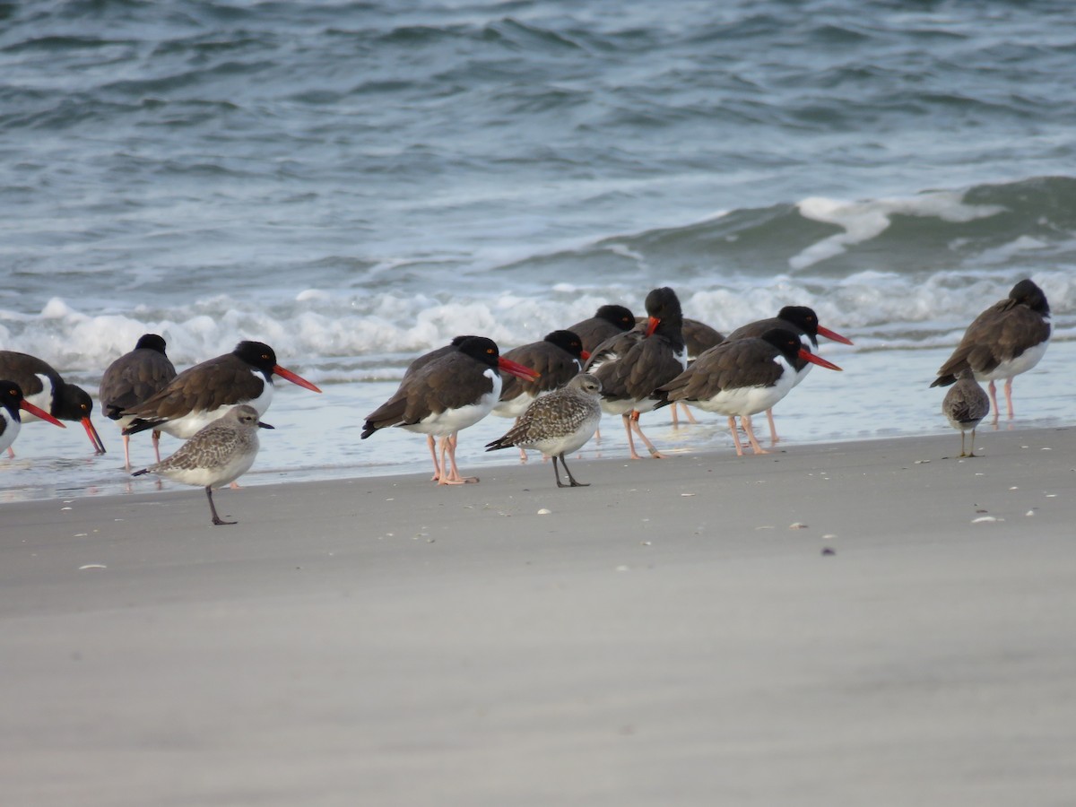 Marbled Godwit - ML611413530