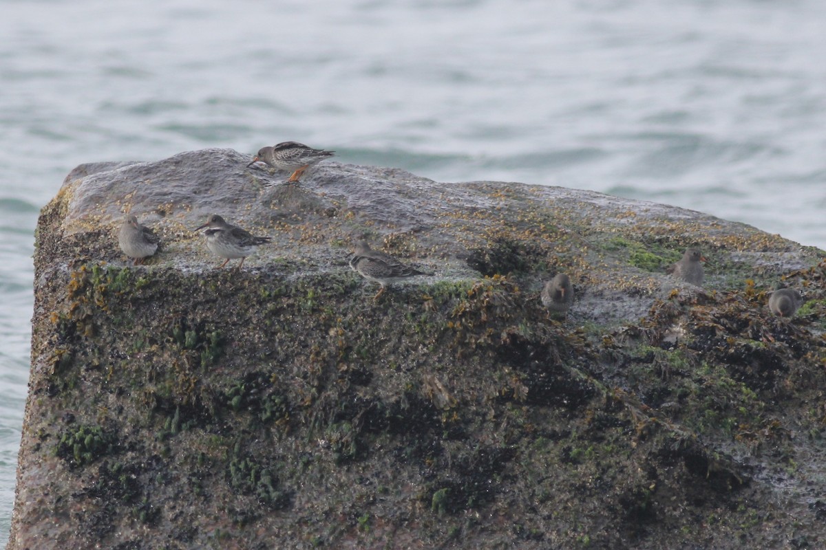 Purple Sandpiper - ML611413538