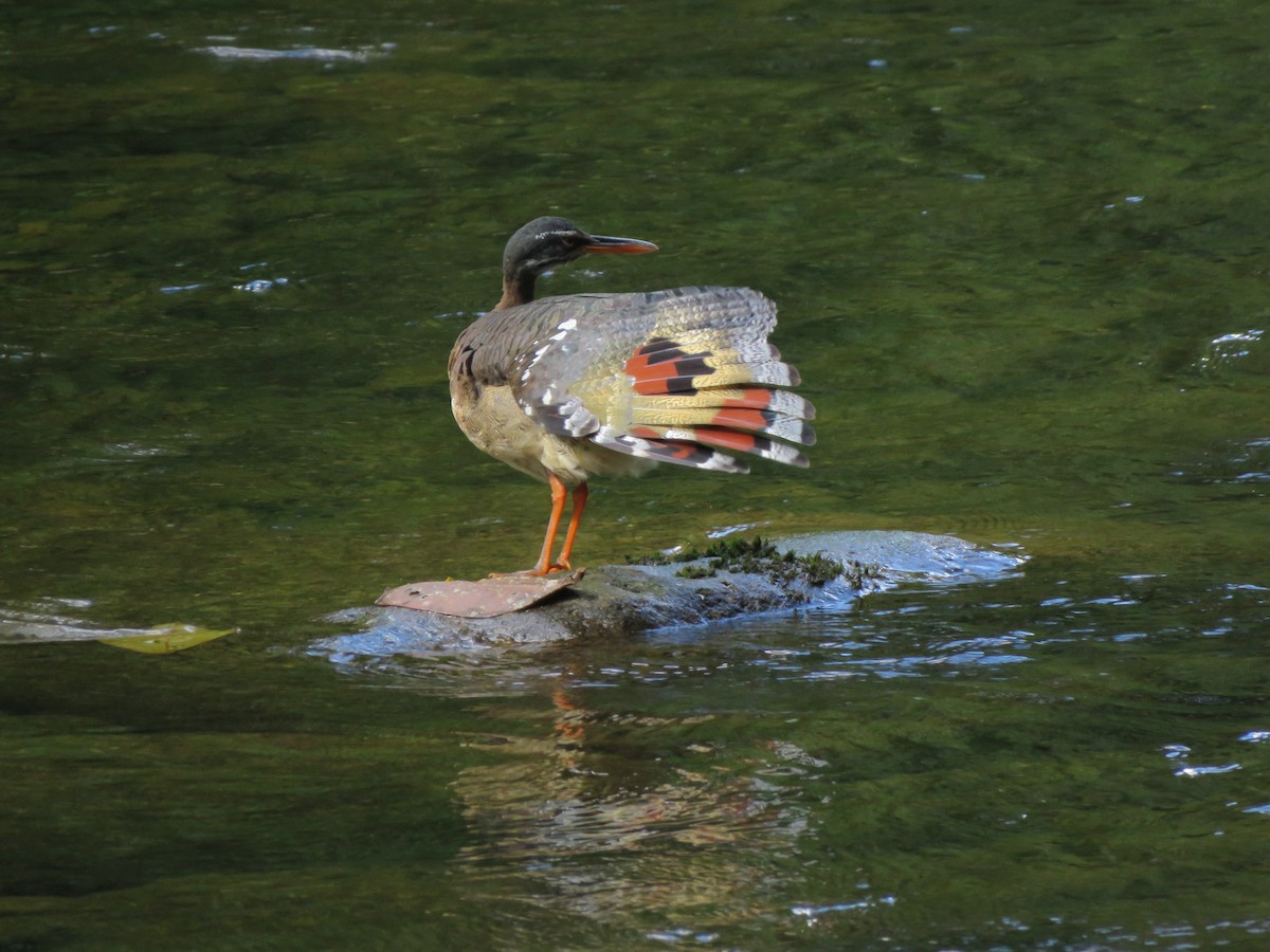 Sunbittern - ML611413561