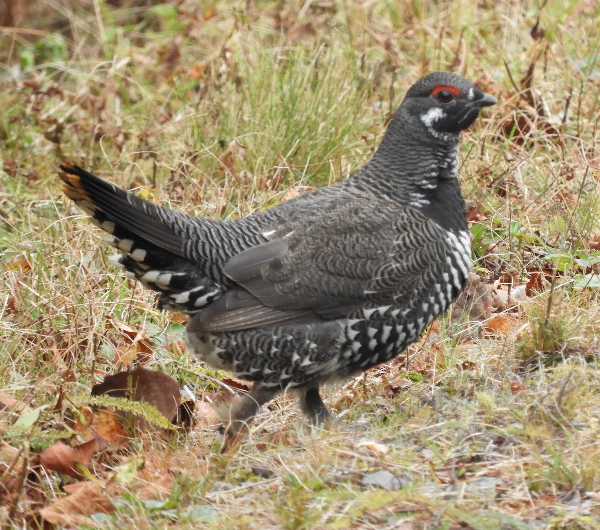 Spruce Grouse - ML611413608