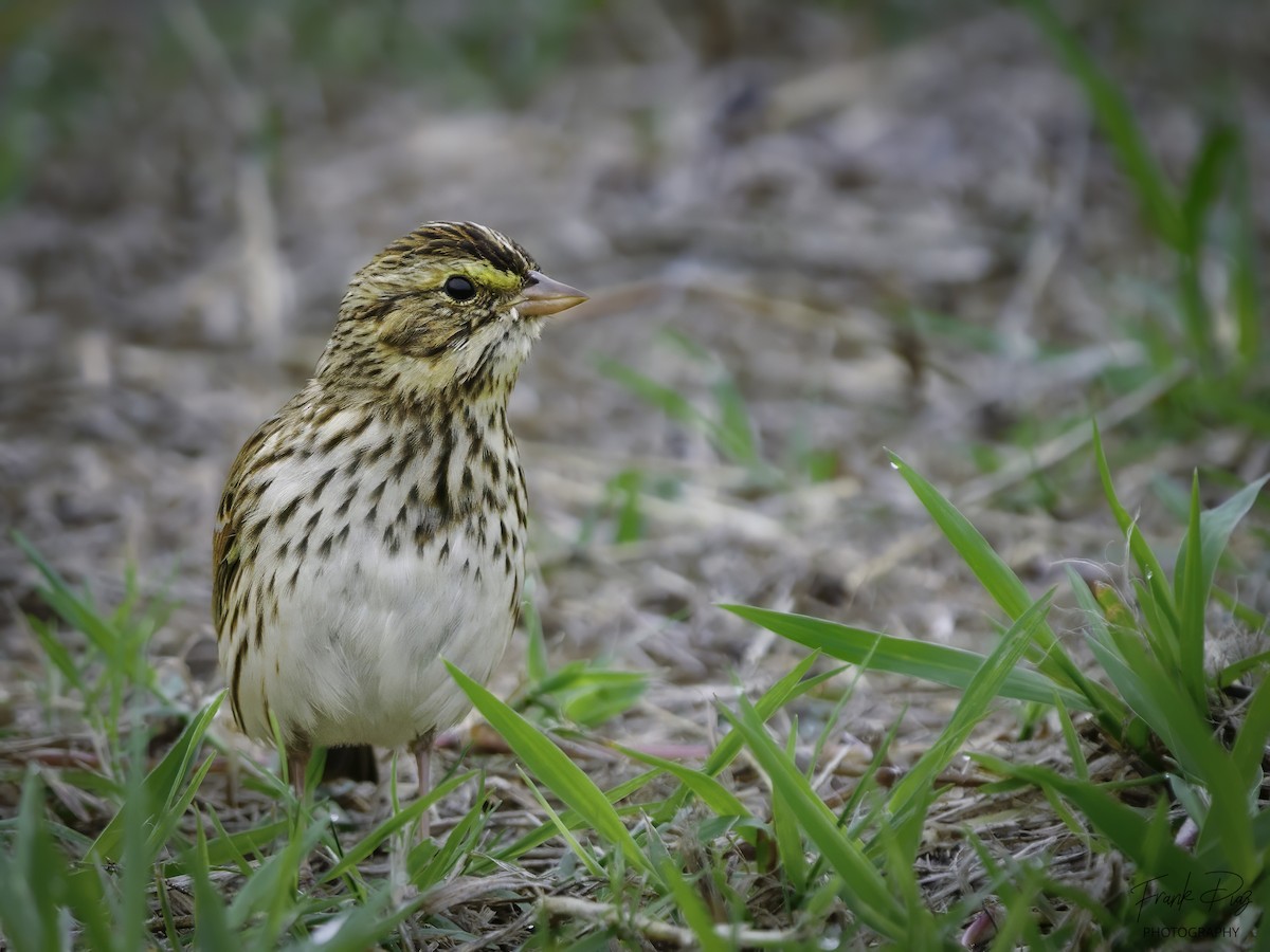 Savannah Sparrow - Frank Diaz