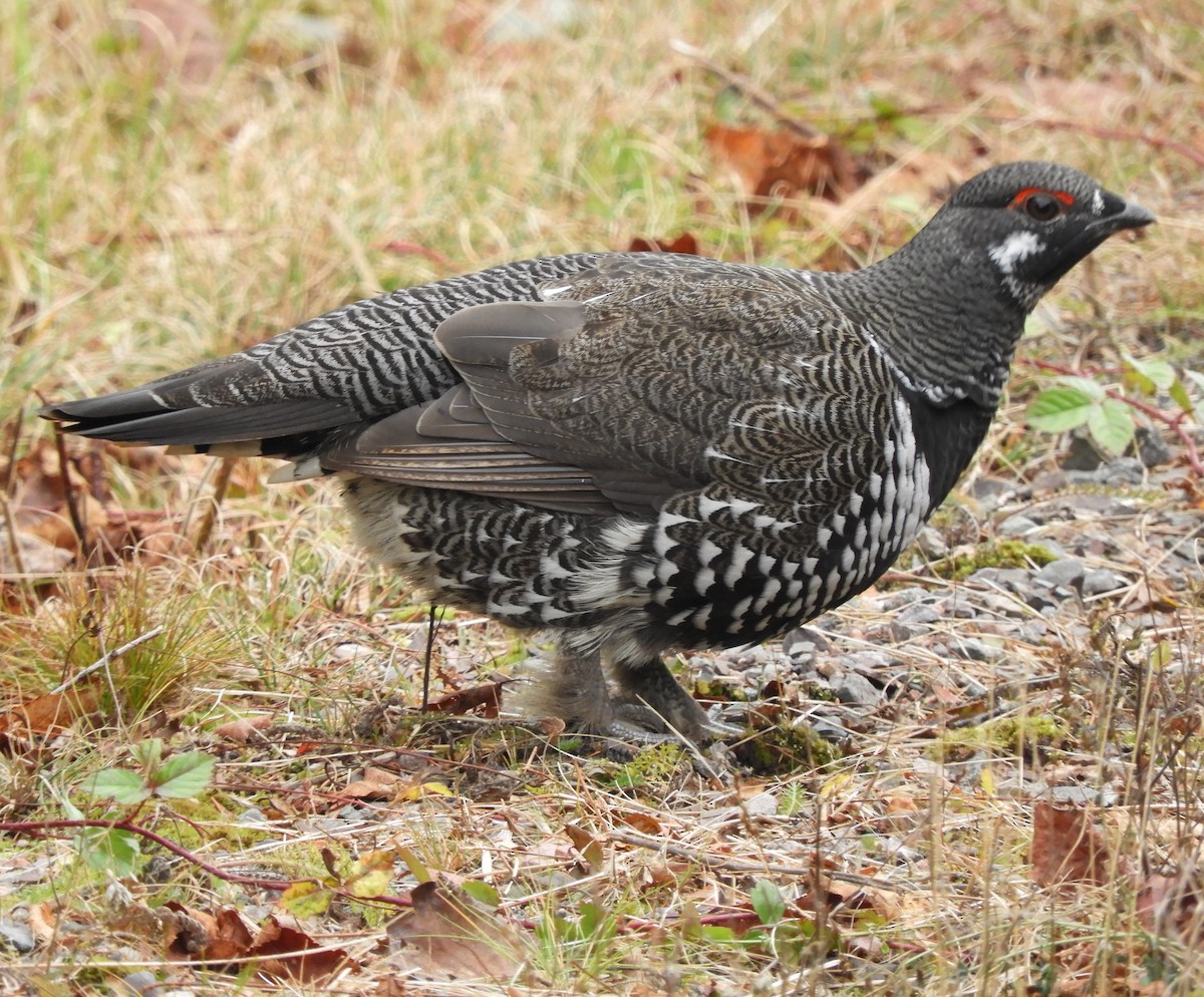 Spruce Grouse - ML611413667