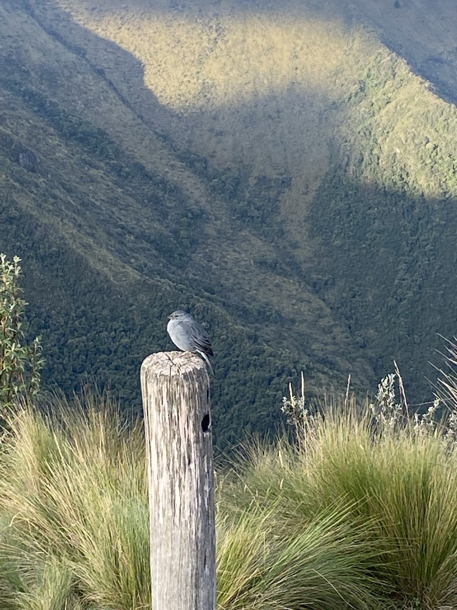 Plumbeous Sierra Finch - Heidi Guttschuss