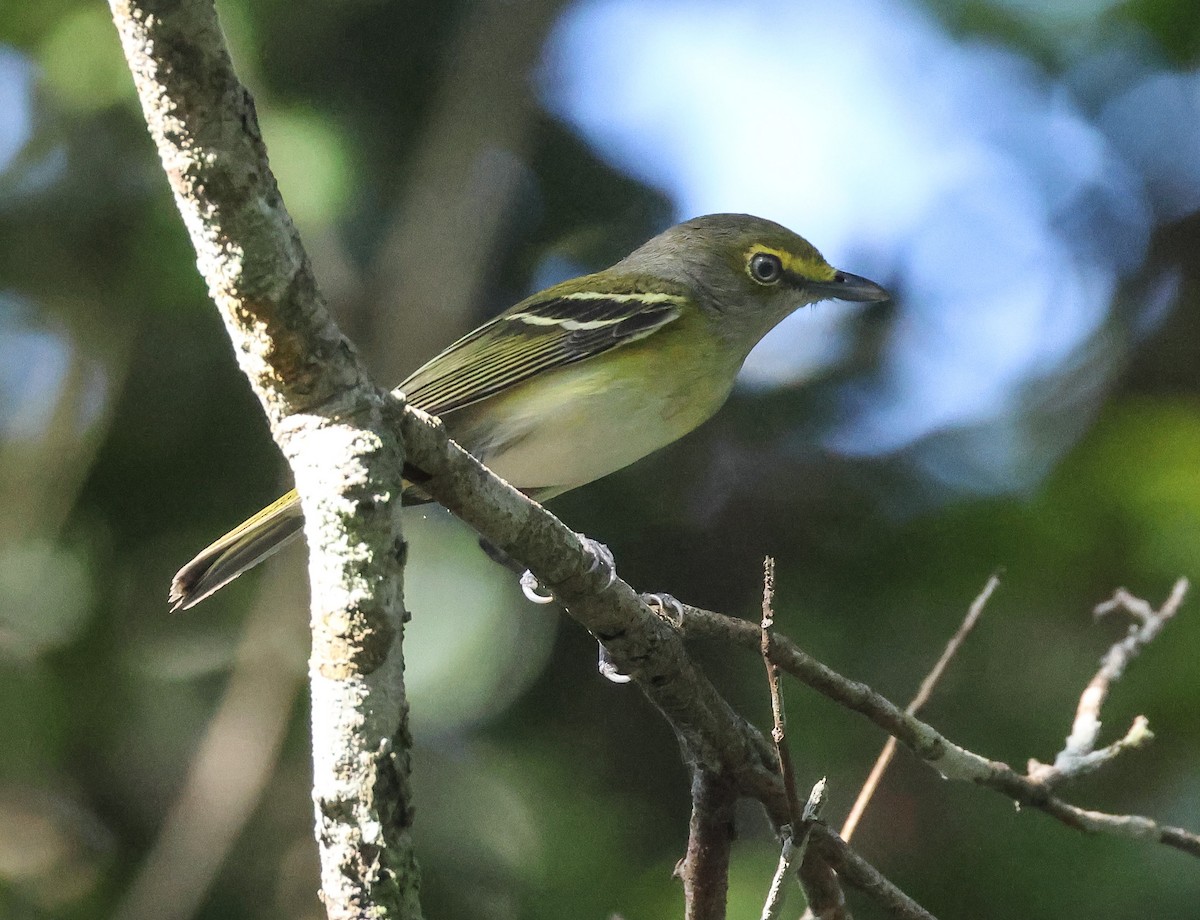 Ak Gözlü Vireo - ML611413764