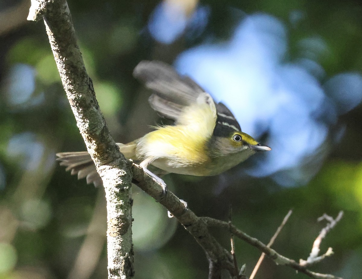 Vireo Ojiblanco - ML611413767